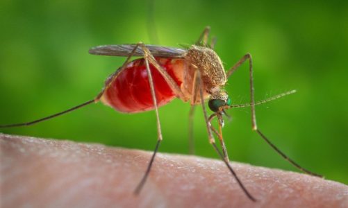 West Nile virus is leading cause of viral disease spread by insects in U.S,, CDC study says